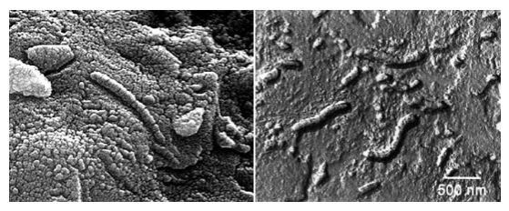 Снимки с електронен микроскоп на верига магнетитни кристали. Дейв MакКей и колектив излагат 5 аргумента в полза на органичния им произход, между които е и съдържанието на полициклични ароматни въглехидрати (при изключено земно замърсяване), както и наличието на аналогични земни организми.