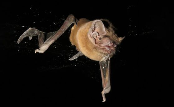 Учени разгадават 25-годишната мистерия с прилепите, които ядат птици