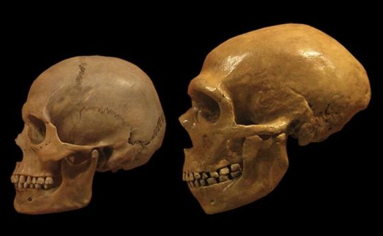 Сравнение на черепи на съвременни хора и неандерталци от Природонаучния музей в Кливланд
