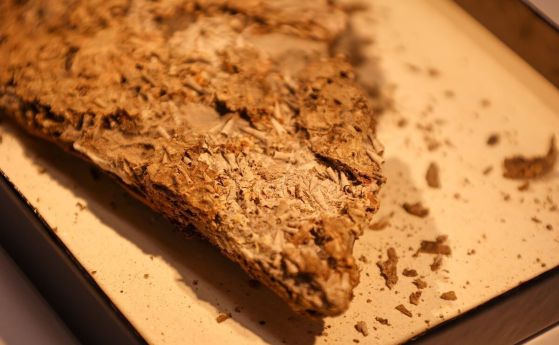 Фосили на салтерила от Канада