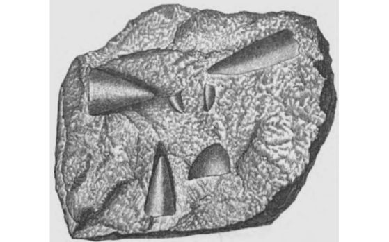 Илюстрация на Salterella pulchella