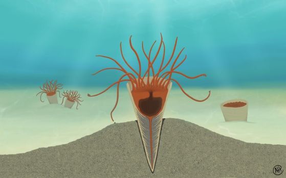 реконструкция на сантрелата като мешесто