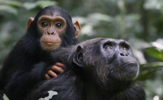 бебе шимпанзе на гърба на възрастно шимпанзе