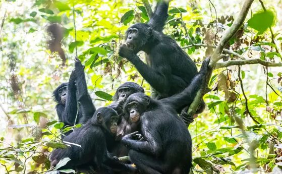 група бонобо