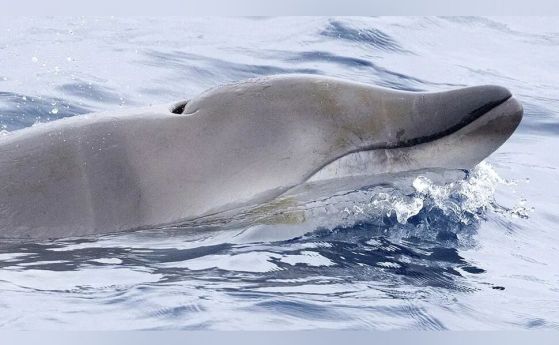 Снимка на млад кит с гинкообразни зъби в северната част на Тихия океан.