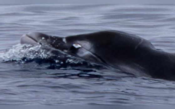 Насинен и белязан възрастен мъжки екземпляр клюномуцунест кит, наподобяващ гинковиднозъбите китове. Бялата част на това, което прилича на око, всъщност е бивник за битка. Върхът на бивника (оранжевата част) е износен.