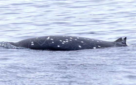 Възрастният мъжки е преобърнат. Линиите по кожата му са следи от зъби, получени в битки с други мъжки за женски. Белите петна са белези от акули пура, докато увредената гръбна перка е от ухапване от акула според изследователите. 