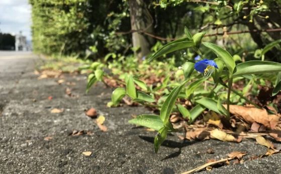 Екологът от университета в Кобе Ацуши Ушимару изучава Commelina communis, която вирее в градска среда, повече от 20 години