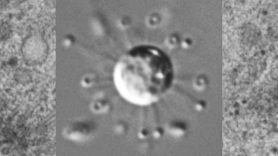 Solarion arienae