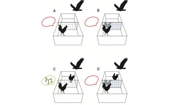 Експериментални условия на теста с огледало и прозрачно стъкло при петли. Тестваният петел е поставен в ограждение, разделено от прозрачно стъкло (A, C) или огледало (B, D).
