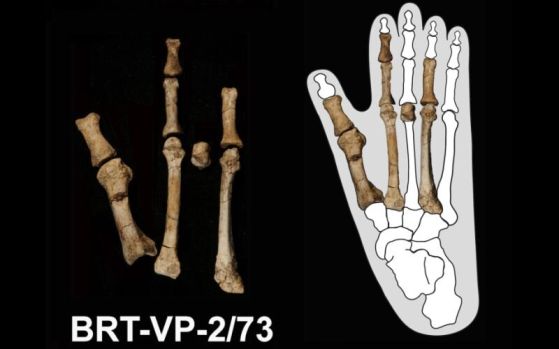 Кракът на Буртеле (вляво) и кракът, вграден в очертанията на крак на горила.