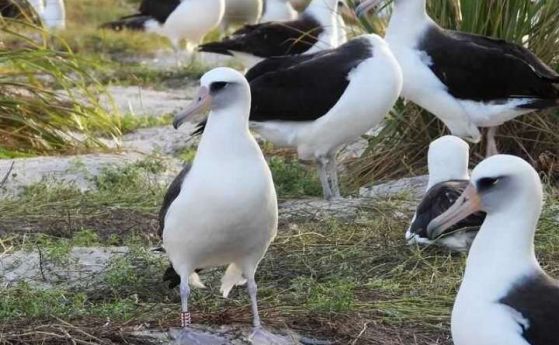 Уиздъм (Мъдрост на анг.), бяла птица с черен гръб, има червена лента около десния си крак. На заден план са няколко други лейсански албатроса.
