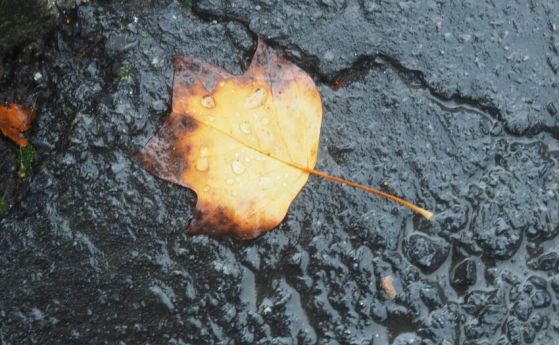 Ноември под лупа: за слабия COP30, тревожните научни сигнали и единствения глобален успех