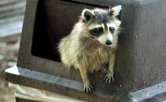 Миеща мечка излиза от кофа за боклук