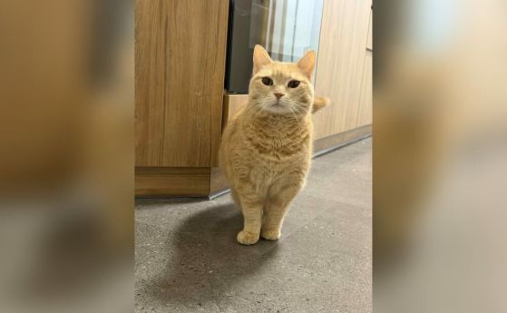 котка карма