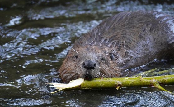 Европейски бобър