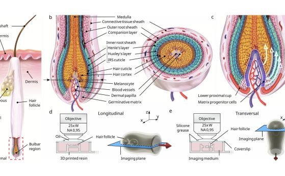 схема на космените фоликули