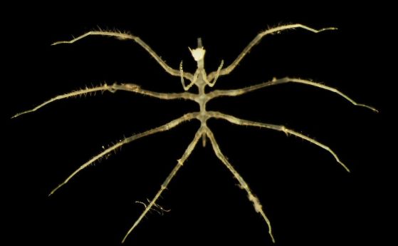 Морски паяк