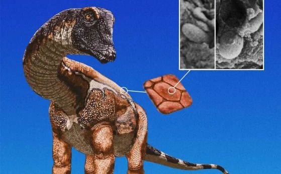 Илюстрация на завропод, с вложка, показваща пигментирани структури в кожата, както се виждат с електронен микроскоп