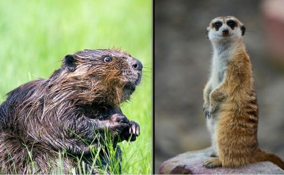 Между бобрите и сурикатите сме.