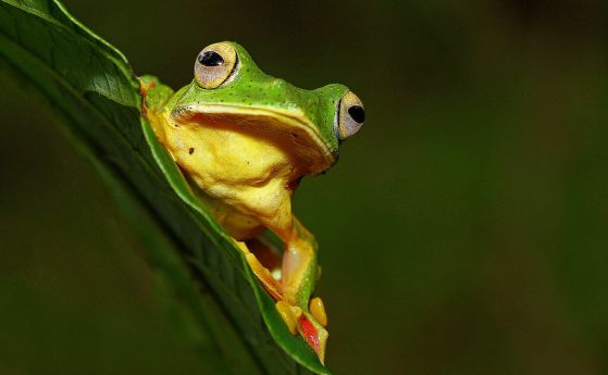 Малабарска жаба Rhacophorus malabaricus Индия