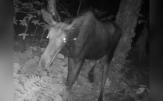  нощните пеперуди пият сълзи на лос