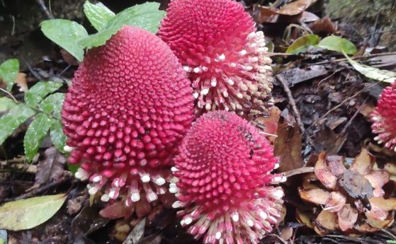 Подобно на гъба растение