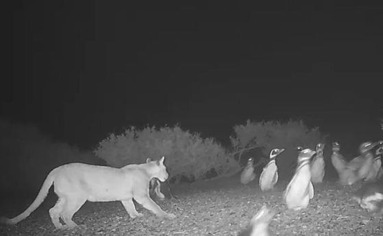 Пума ловува пингвини 