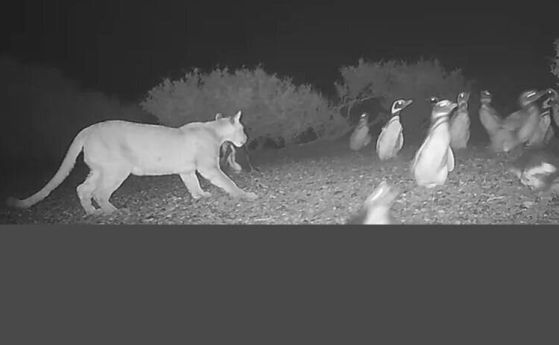 Пума ловува пингвини 