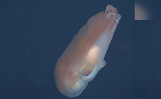 Учени наблюдават рядък октопод със седем пипала