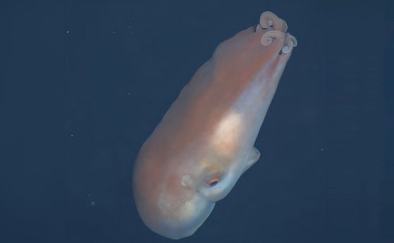  Учени наблюдават рядък октопод със седем пипала