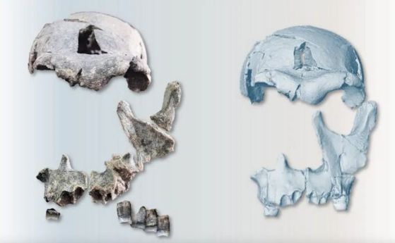 Ранен фосил на човешки череп