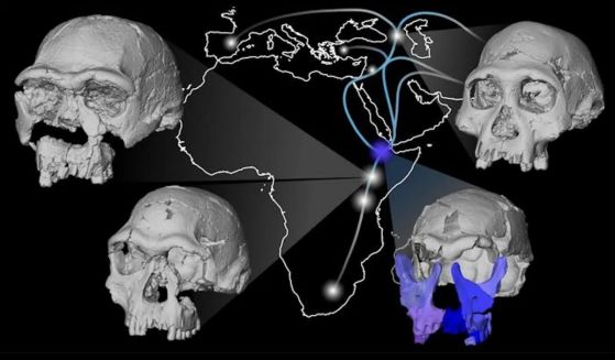 Карта, показваща потенциални миграционни пътища на човешкия прародител, Homo erectus, в Африка, Европа и Азия през ранния плейстоцен. Показани са ключови фосили на Homo erectus и по-ранните видове Homo habilis, включително новата реконструкция на лицето на фосила DAN5 от Гона, Етиопия, датиран отпреди 1,5 милиона години.