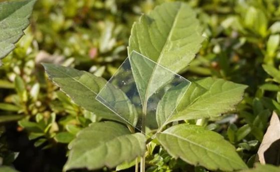 Тънък квадрат от биоразградимата пластмаса на RIKEN