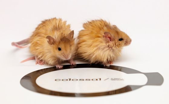 Две много рошави златисти мишки стоят върху логото на Colossal Bioscience