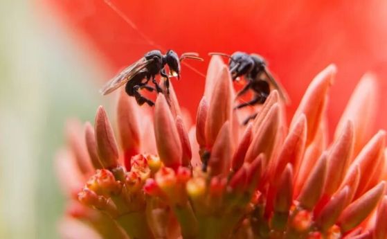 Две малки пчели на червено цвете
