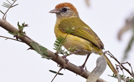 сиво зелена птичка