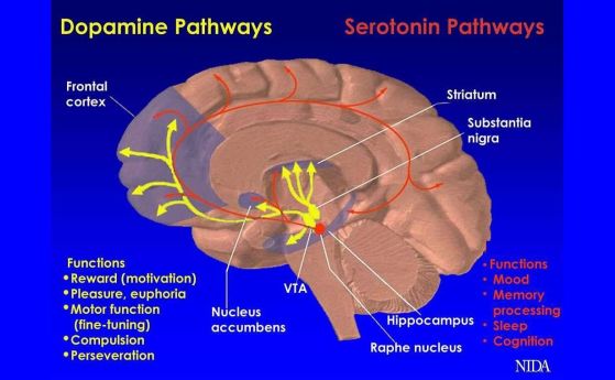 Диаграма на допаминовите и серотониновите пътища