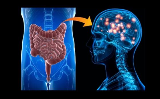 Чревно-мозъчната ос, изследваща сложната връзка между ума и микробите