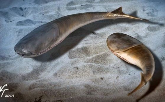 На илюстрацията са двойка риби Сакабамбаспис