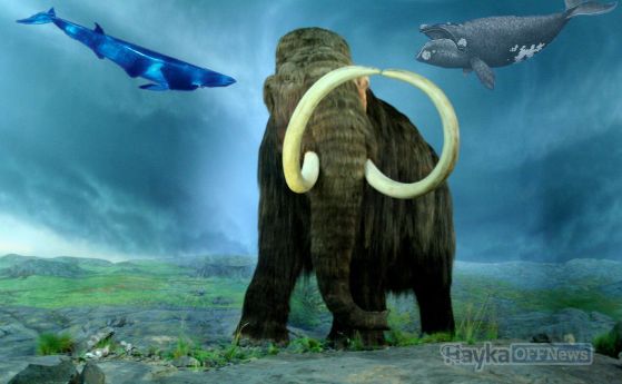 мамут и два кита