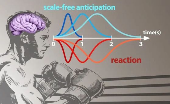 Боксьор с открит мозък и диаграма, визуализираща очакване и реакция без мащабиране по времева ос от 0 до 3 секунди.