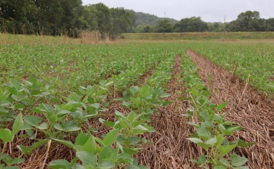 Поле с покривни култури