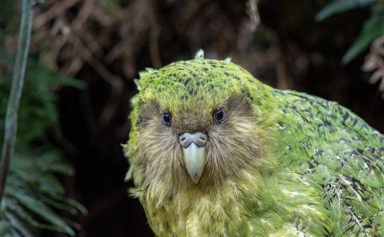 папагал Какапо