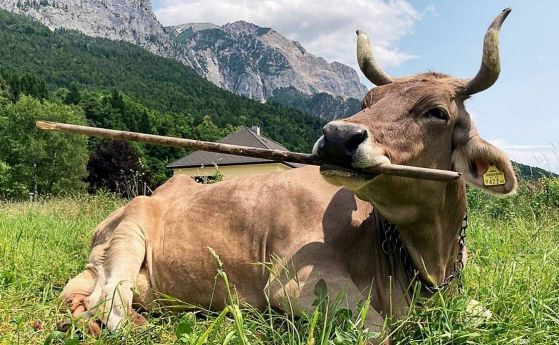 Кравата Вероника е на поляна с пръчка. На заден план се виждат планини.