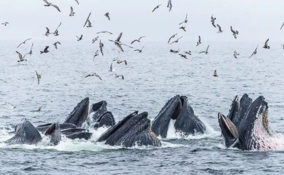 Tехника за групов лов, при която китовете издухват мехурчета, за да ловят риби, след което се издигат заедно нагоре, за да ги погъ