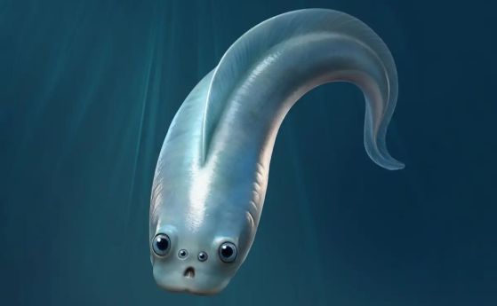 риба с 4 очи