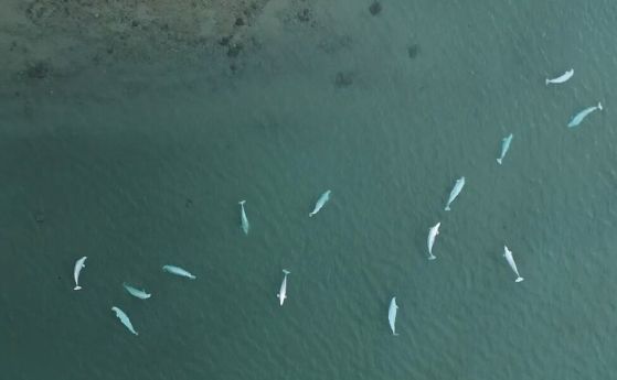 Въздушен изглед на голяма група възрастни белуги в залив през лятото във високите части на Арктика. 