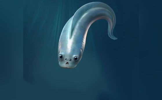 риба с 4 очи