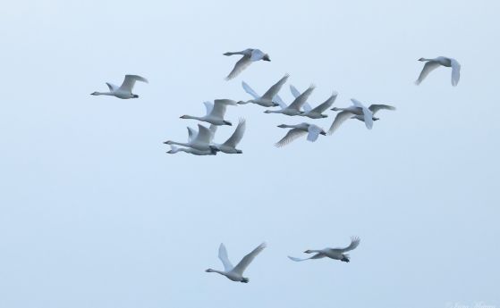 тундрови лебеди